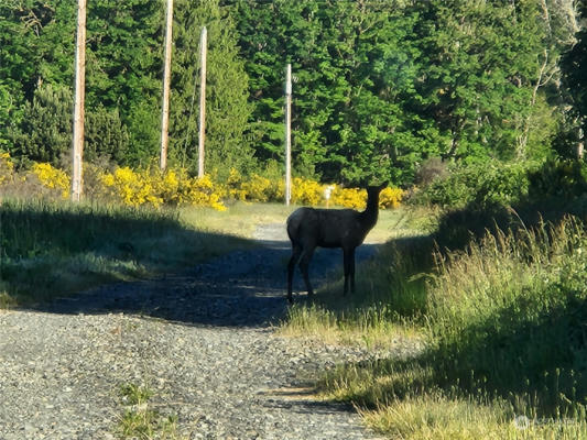 0 US HWY 12, RANDLE, WA 98377, photo 3 of 5